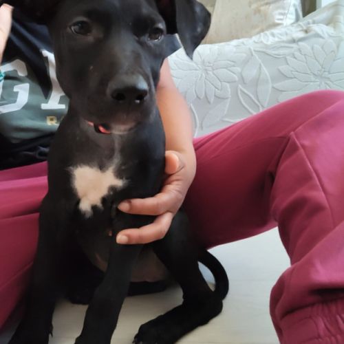 Mimi, 2 mois et demi, cherche un bon foyer #2