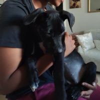 Mimi, 2 mois et demi, cherche un bon foyer #1