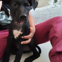 Mimi, 2 mois et demi, cherche un bon foyer #2