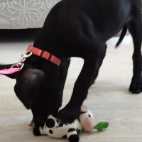 Mimi, 2 mois et demi, cherche un bon foyer #4