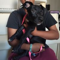 Mimi, 2 mois et demi, cherche un bon foyer
