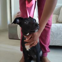 Mimi, 2 mois et demi, cherche un bon foyer #6