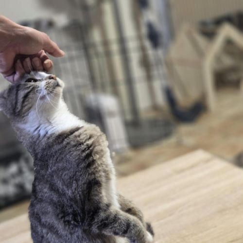 Bridie a l’adoption #1