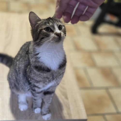 Bridie a l’adoption