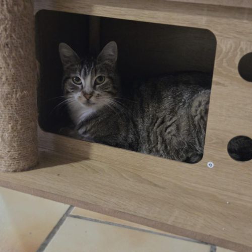 Bridie a l’adoption #3