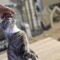 Bridie a l’adoption #1