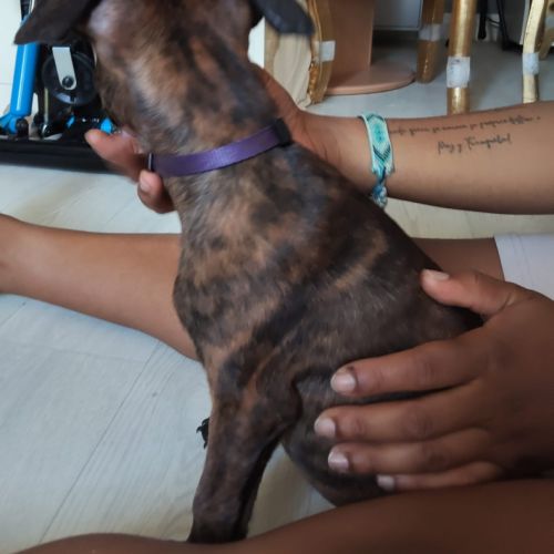 Stormy, 2 mois et demi, cherche de bons adoptants #3
