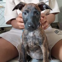 Stormy, 2 mois et demi, cherche de bons adoptants