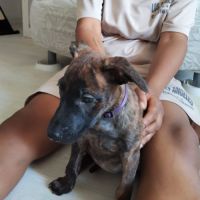 Stormy, 2 mois et demi, cherche de bons adoptants #2