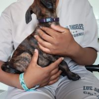 Stormy, 2 mois et demi, cherche de bons adoptants #4