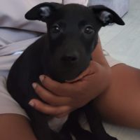 Sky,2 mois et demi, cherche ses adoptants