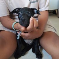 Sky,2 mois et demi, cherche ses adoptants #2