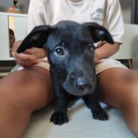 Sky,2 mois et demi, cherche ses adoptants #3