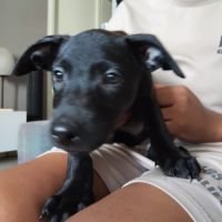 Sky,2 mois et demi, cherche ses adoptants #5