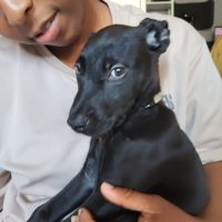 Alma ,2 mois et demi, cherche ses adoptants