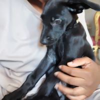 Alma ,2 mois et demi, cherche ses adoptants #3