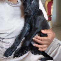 Alma ,2 mois et demi, cherche ses adoptants #4