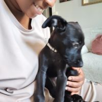Alma ,2 mois et demi, cherche ses adoptants #7