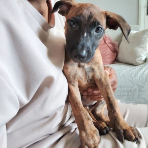 Rosa, 2 mois et demi, cherche un bon foyer #1