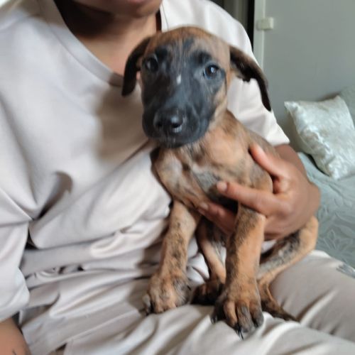 Rosa, 2 mois et demi, cherche un bon foyer #5