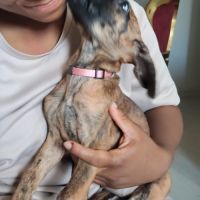 Rosa, 2 mois et demi, cherche un bon foyer #2