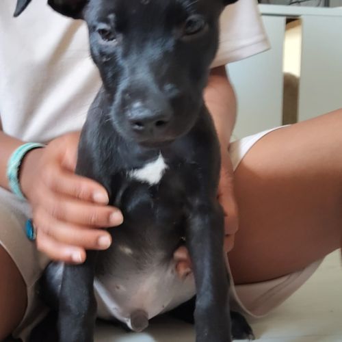 Brownie, 2 mois et demi, cherche ses adoptants #2