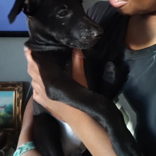 Brownie, 2 mois et demi, cherche ses adoptants #4