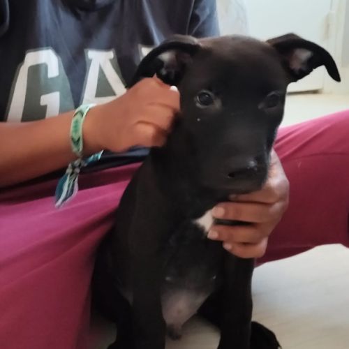 Brownie, 2 mois et demi, cherche ses adoptants #6