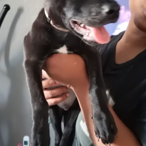 Brownie, 2 mois et demi, cherche ses adoptants #8