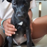 Brownie, 2 mois et demi, cherche ses adoptants #2