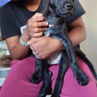 Brownie, 2 mois et demi, cherche ses adoptants #3