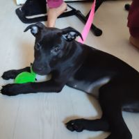 Brownie, 2 mois et demi, cherche ses adoptants #5