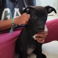 Brownie, 2 mois et demi, cherche ses adoptants #6
