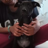 Brownie, 2 mois et demi, cherche ses adoptants #7