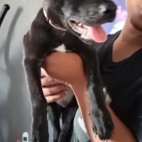 Brownie, 2 mois et demi, cherche ses adoptants #8