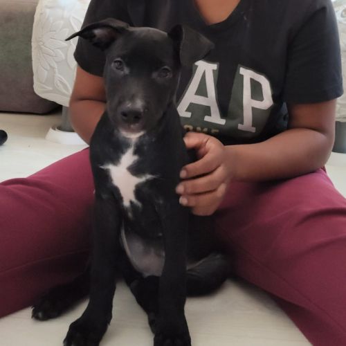 Stella, 2 mois et demi, cherche ses adoptants #0