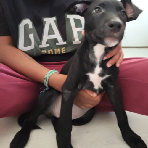 Stella, 2 mois et demi, cherche ses adoptants #2