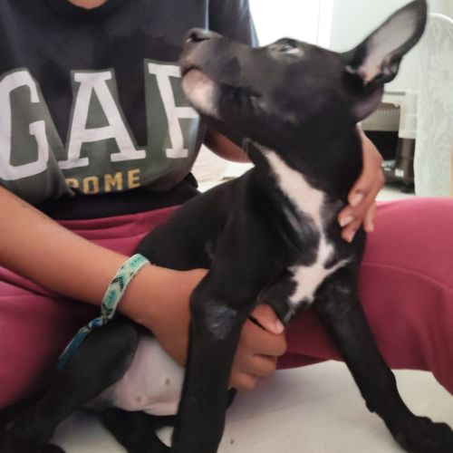 Stella, 2 mois et demi, cherche ses adoptants #3