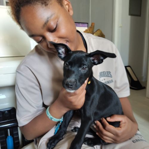Stella, 2 mois et demi, cherche ses adoptants #5
