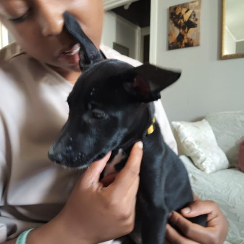 Stella, 2 mois et demi, cherche ses adoptants #6