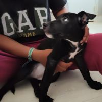 Stella, 2 mois et demi, cherche ses adoptants #4