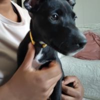 Stella, 2 mois et demi, cherche ses adoptants #7