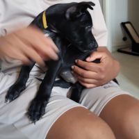 Stella, 2 mois et demi, cherche ses adoptants #8