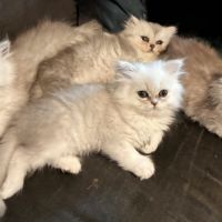 Chaton persan loof femelle