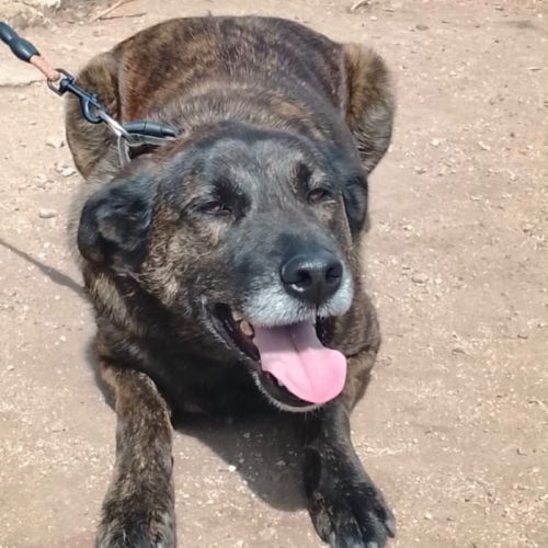 Onyx est à l’adoption #2