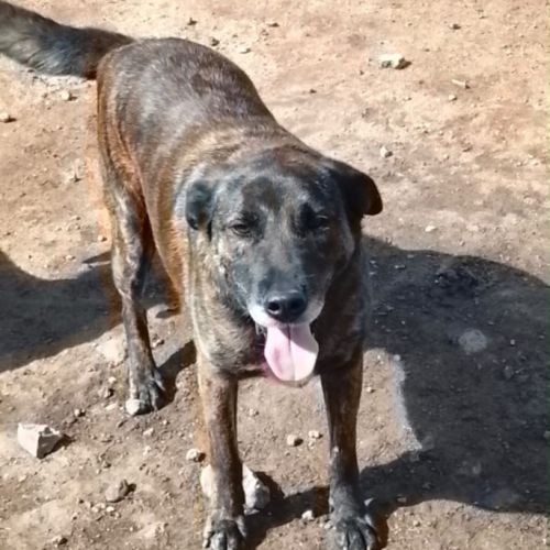 Onyx est à l’adoption #3