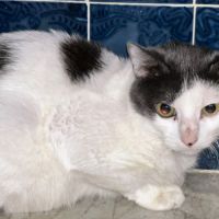 Onyx est à l’adoption #1