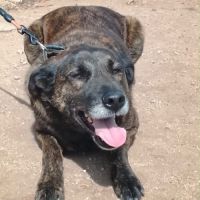 Onyx est à l’adoption #2