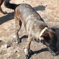 Onyx est à l’adoption