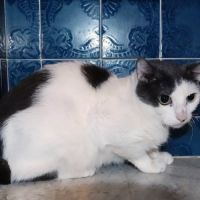 Onyx est à l’adoption #5